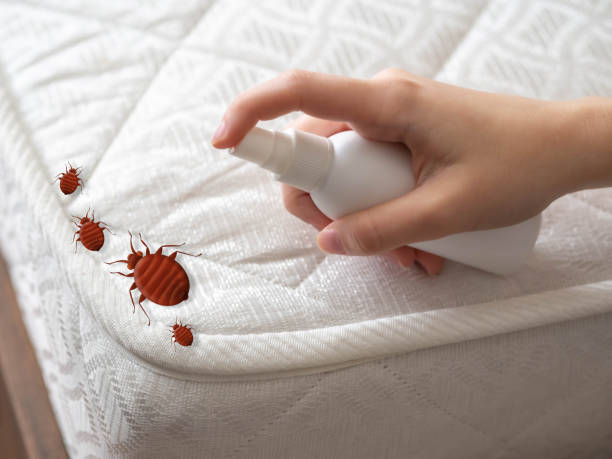 Best Wasp Removal Services  in Loudoun Lley Estates, VA