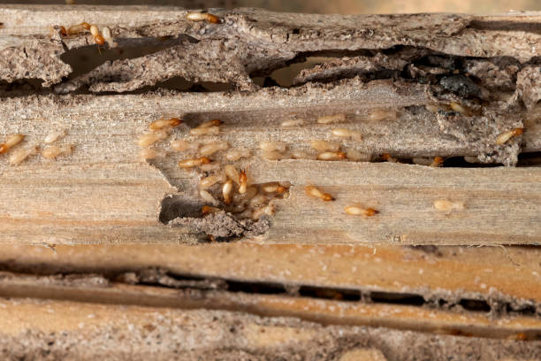 Best Emergency Pest Control  in Loudoun Lley Estates, VA